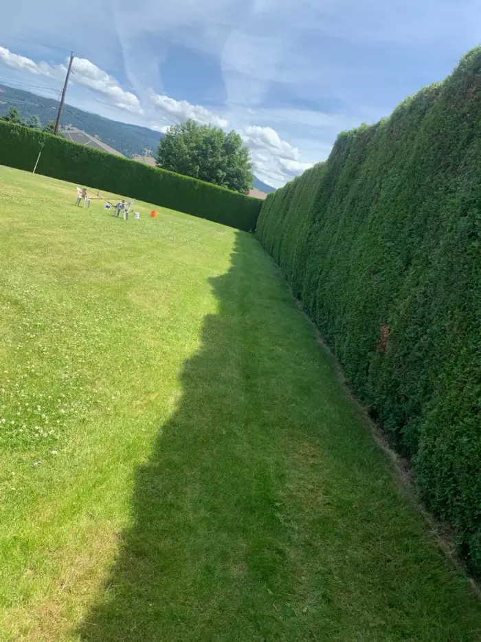 Perfectly straight cedar hedge wall trimmed to a clean flat top runs the full length of a large Okanagan property beside a bright green lawn under a sunny summer sky.