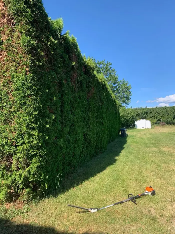 Tall dense cedar hedge wall photographed up close showing the scale of the work, with STIHL hedge trimmer resting on the grass below on a sunny Okanagan day.