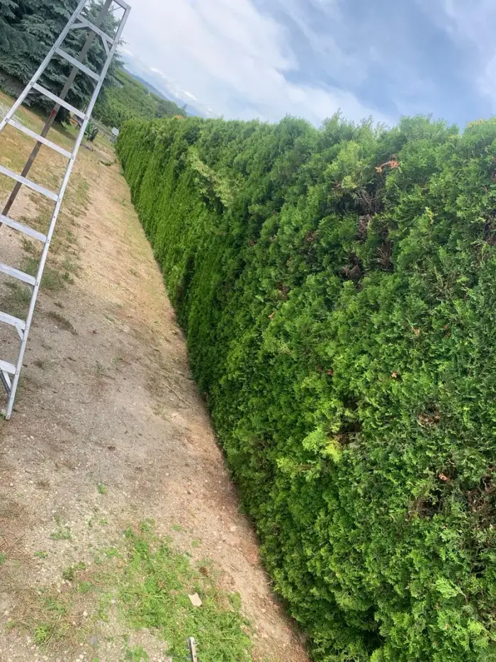 Aluminium ladder leaning against a tall cedar hedge during trimming work, showing the height and dense growth of the hedge on a cloudy Okanagan day.