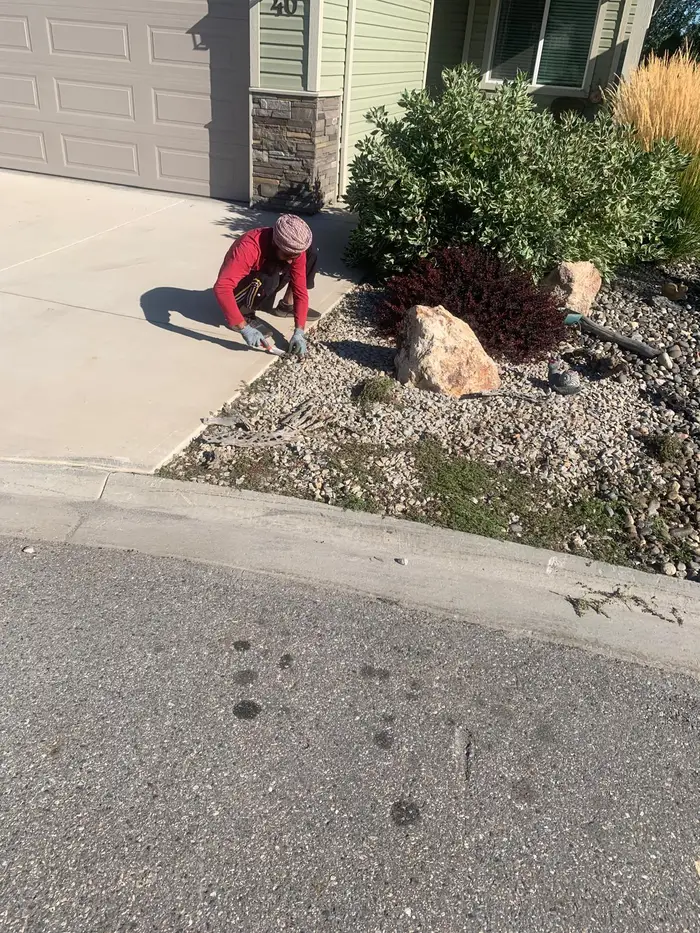 Crew member hand-weeding a front yard gravel landscape bed with a large decorative boulder and established red barberry and green shrubs beside a driveway.
