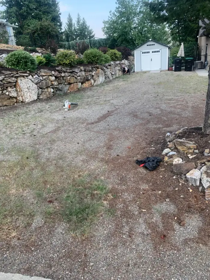 Multiple freshly cut tree stumps remaining on a hillside property after large-scale tree removal work, with an existing stone retaining wall visible at the base.