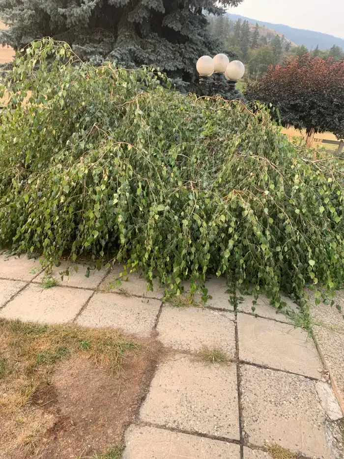 Severely overgrown weeping birch tree with branches spreading flat across a flagstone patio before pruning — tree branches are touching the ground and covering the walkway.