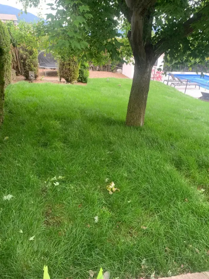 Lush thick backyard lawn surrounding a large deciduous shade tree with a pool visible in the background on a warm summer day.